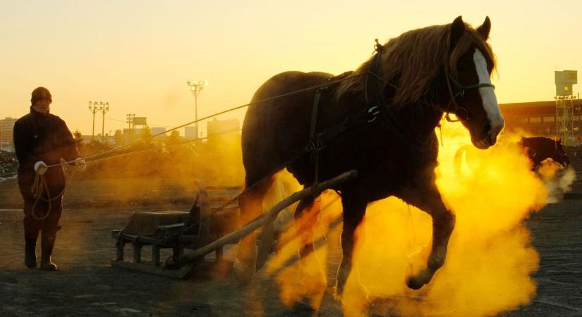 Őrülten izgalmas és rengeteg pénzt hoz a világ leglassabb lóversenye