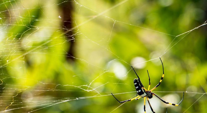 Ökörnyálon utaznak a pókok a Dél-Alföldön