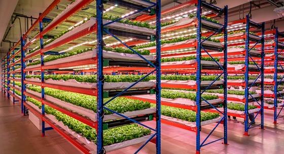 Naponta 3 tonna zöldséget termelnek itt: az Emirates felvásárolta a világ legnagyobb vertikális farmját