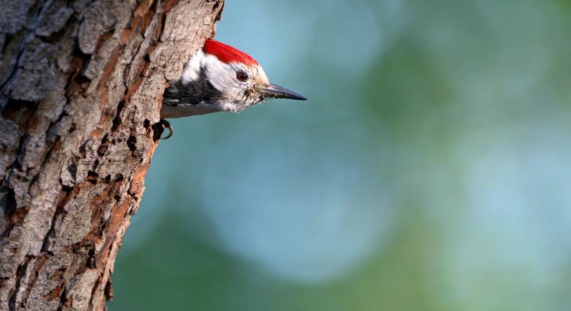 Itt találkozhatsz nyávogó madárral: videón mutatjuk, kit keress