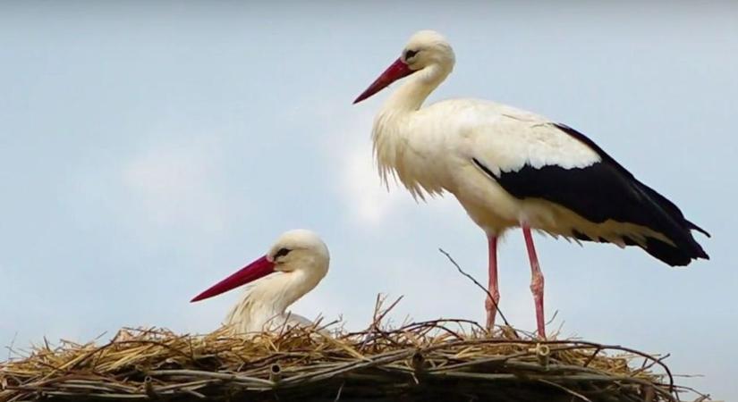 Fészektartókkal óvja a gólyákat az energiacég: Sárkeresztúron videó is készült