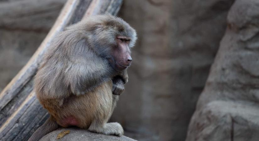 Tömeges eutanázia egy neves állatkertben: páviánok eshetnek áldozatul