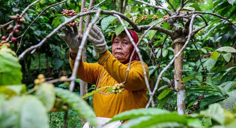 Zavaros a kávé – a kereskedők elhalasztanák az erdőirtás szigorítását, még az áremelkedés is benne van a pakliban