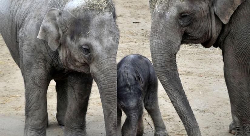 Többé nem lehet örökbe fogadni elefántokat egy ázsiai országban