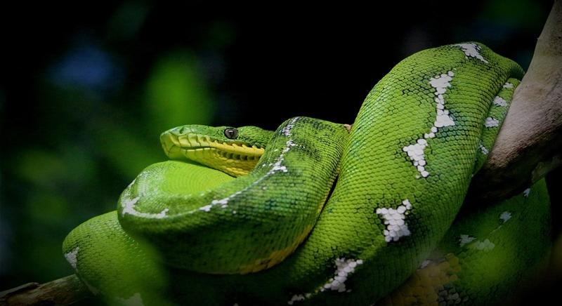 A világ legnagyobb kígyófajára bukkanhattak az Amazonas mélyén