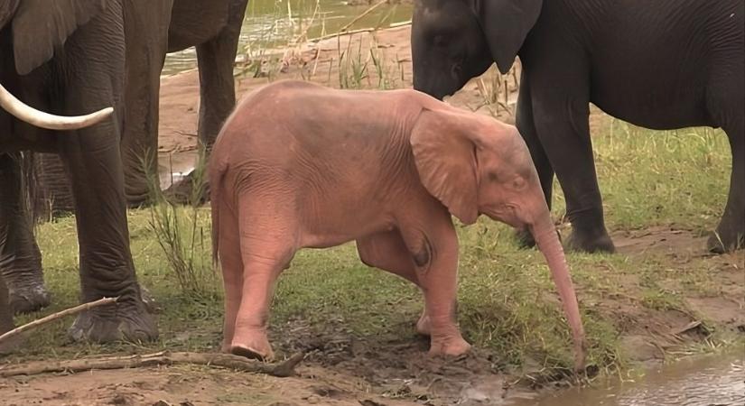 Rózsaszín elefántborjút vettek videóra