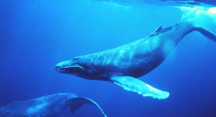 Megfejtették a bálnák kísérteties énekének titkát