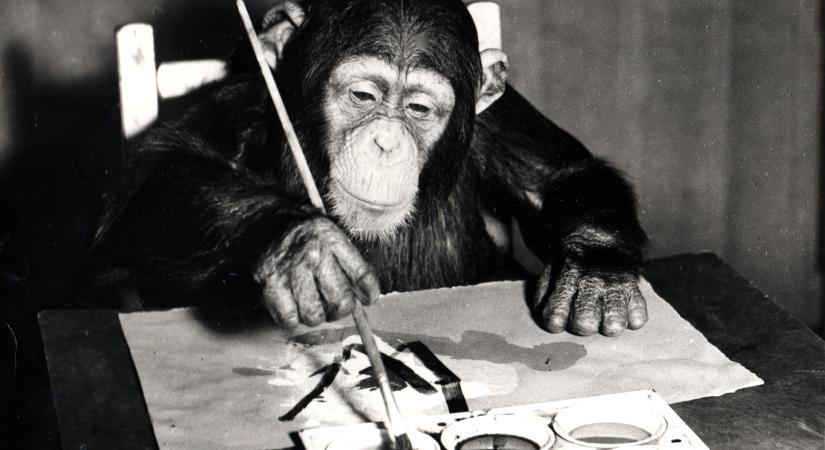 Megőrültek a festményekért, kiderült, hogy egy csimpánz festette mindet
