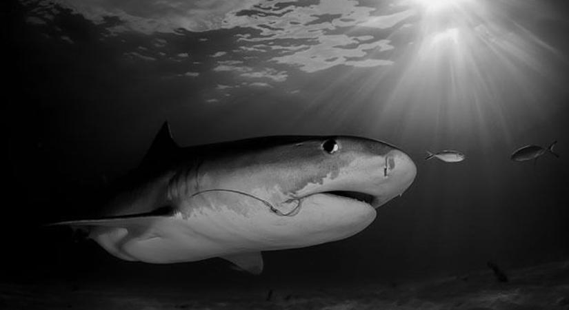 Újabb cápatámadás történt Nyugat-Ausztráliában