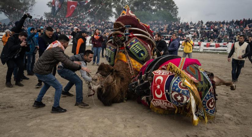 A török kultúra szégyenfoltja marad még egy darabig a teveviadal