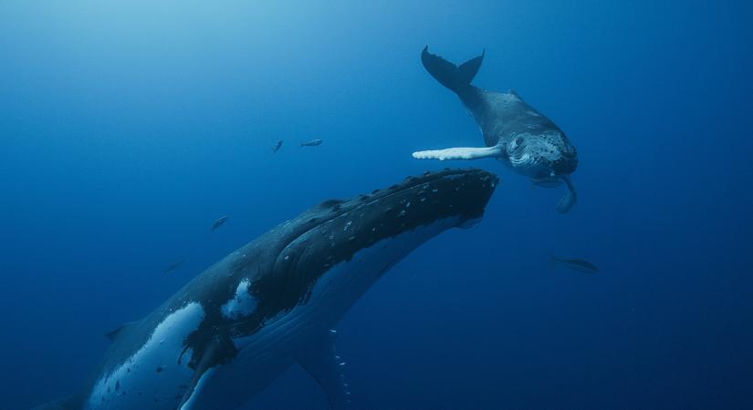 Igéző szépségű természeti film mutatja be a bálnák életét