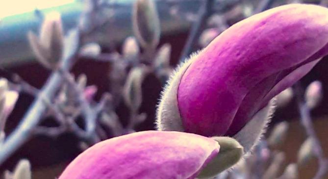 Lassan a magnóliafák is virágba borulnak