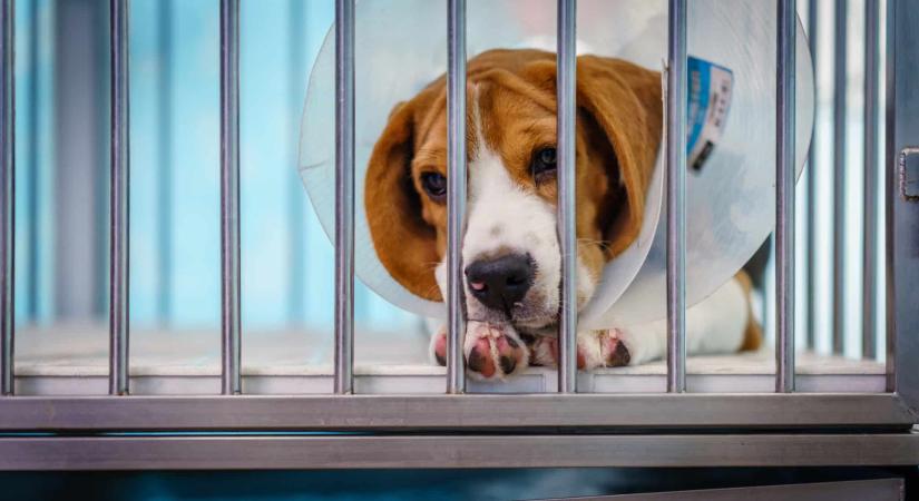 Állatkísérleti labort zártak be, kutyák és macskák százai menekültek meg