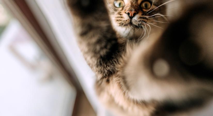 Videón a világ legügyetlenebb macskái: kabaré, amit művelnek