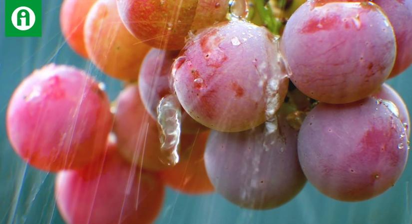 A borászat új iránya: natúr- és biodinamikus borok – ezt kell tudni róluk!
