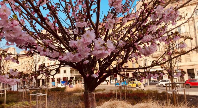 Már virágzik a Blahán lévő díszcseresznye fa, egy hónappal korábban, mint tavaly