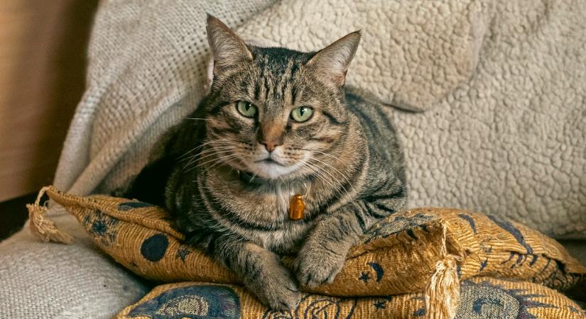 Stresszkezelés a macskáknál: ezek a bevált módszerek segítenek