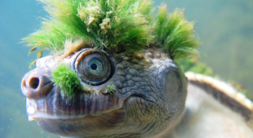 Az megvan, hogy létezik egy zöld hajú teknős, ami a hátsóján keresztül lélegzik?