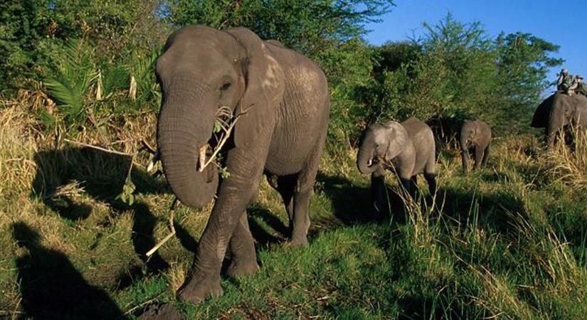 Horror Indiában, elefánt támadt meg egy turistát - videó