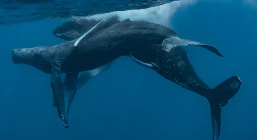 Párosodó bálnákat fotóztak, amikor rájöttek, hogy valami furcsa