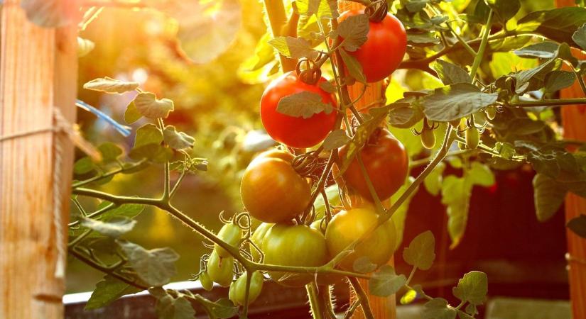 Burgonya és paradicsom, egy növényen termesztve – izgalmas kísérlet