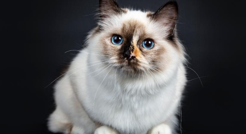 Ezeket a macskaneveket nem fogod elfelejteni: olvasóink meséltek