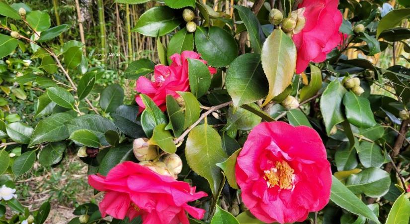 Zalában virágzik az egzotikus Japán kamélia