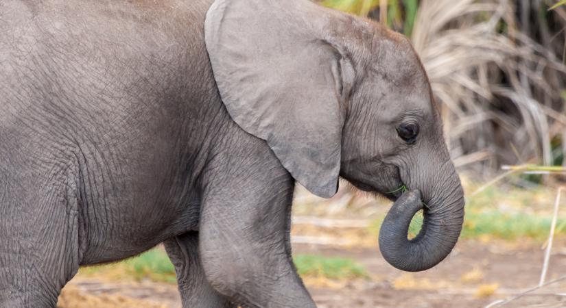 Rendkívül ritka elefántborjú életéért szurkolunk