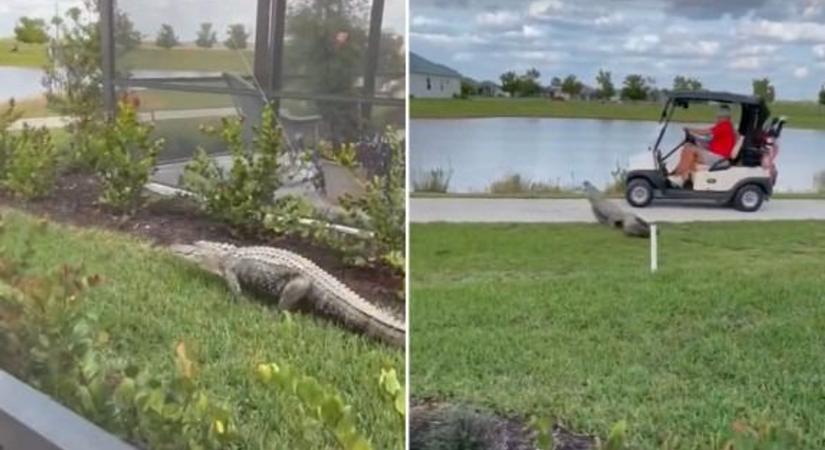 Golfkocsizó házaspárra támadt egy aligátor Floridában - videó