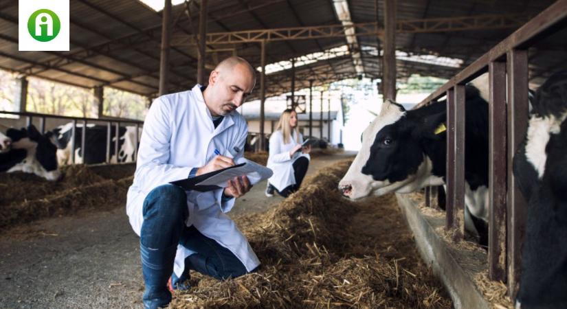 Tovább kellene csökkenteni az antibiotikumok felhasználását az állattartásban