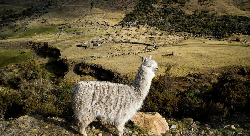 A piramisoknál is régebbi, óriási kőépítményeket fedeztek fel az Andokban