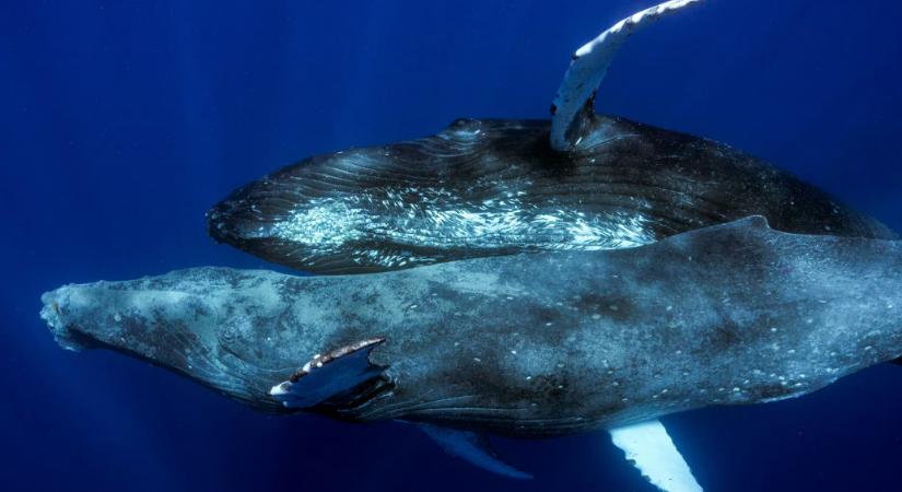 Először készült fotó hosszúszárnyú bálnák közti szexről, pont két hím vett részt benne