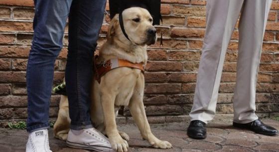 Az egyetemi órákra, Erasmusra és a diplomaátadóra is elkísérik látássérült és vak gazdáikat a vakvezető kutyák