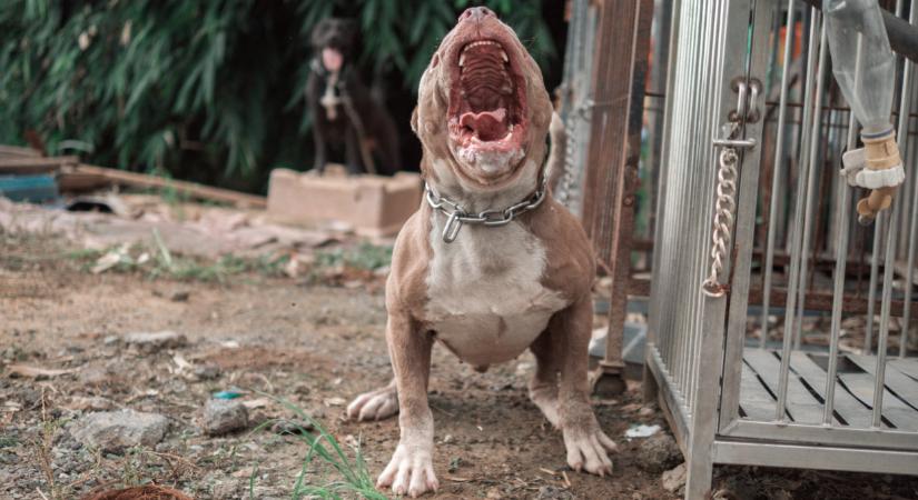 Fontos változás élesedik március 1-től: őrült kedvezményt kapnak a magyar kutyatulajdonosok
