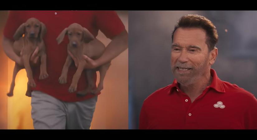 Kölyök vizslákat mentett ki egy égő házból Arnold Schwarzenegger új videójában