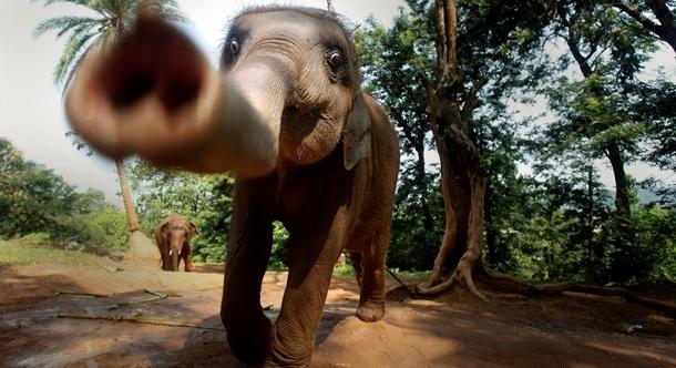 Megragadta és a földhöz vágta: Indiában egy elefánt rátámadt egy orosz turistát (videó)