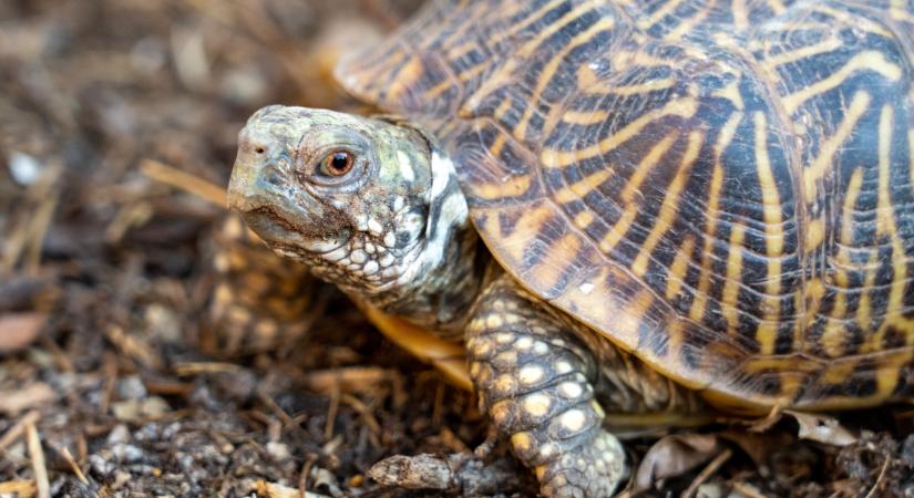 Macska-teknős barátság: ennél fergetegesebb párost nem látsz ma