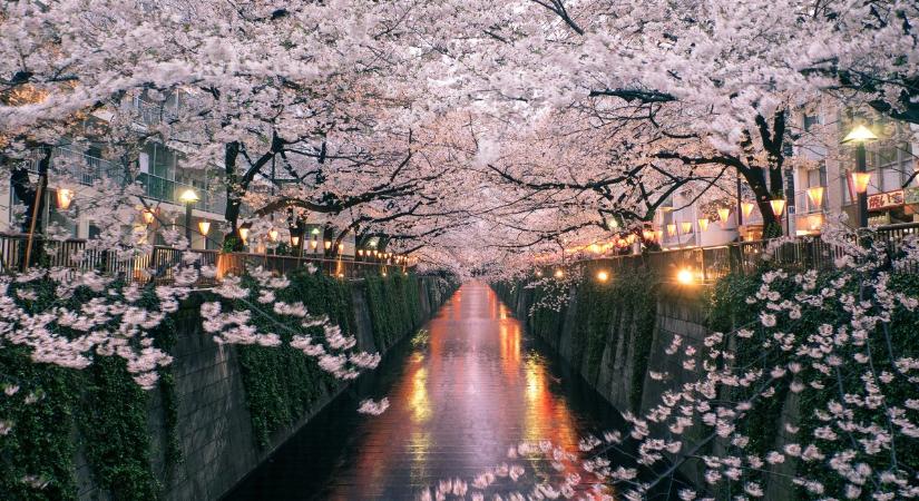 Cseresznyefa-virágzás: idén is korábban borul rózsaszínbe Japán