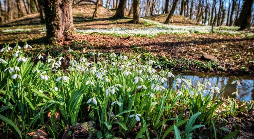 8 varázslatos kirándulóhely, ahova már berobbant a tavasz: hóvirágmező közepén sétálhatsz