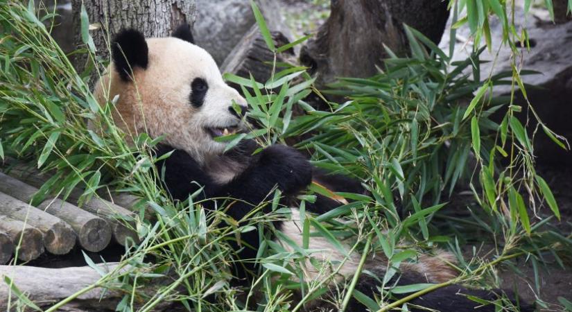 Újra felélénkült a kínai pandadiplomácia