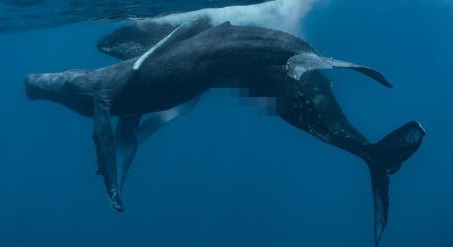 Először fotóztak közösülő púpos bálnákat – ráadásul két hímet