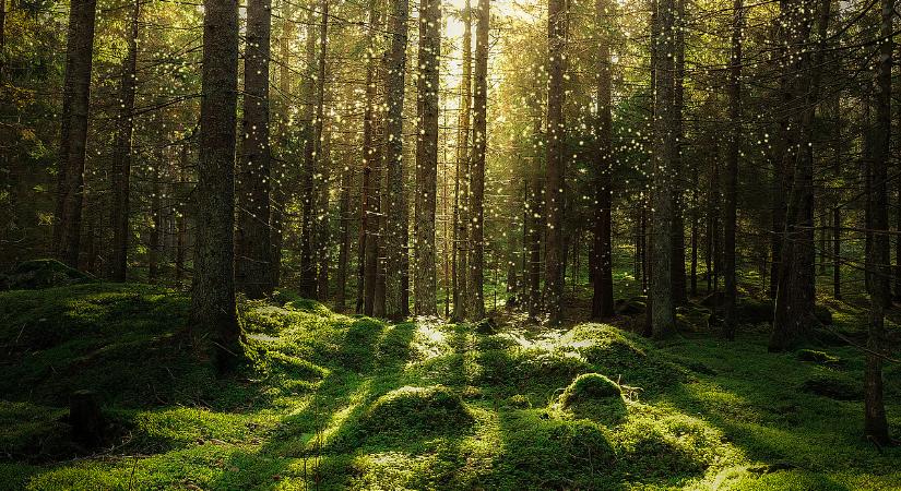 Bajban az erdészek: csökken a Natura 2000 területek támogatása