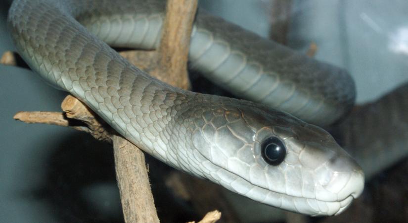 Univerzális ellenmérget állítottak elő a legmérgesebb kígyók marása ellen