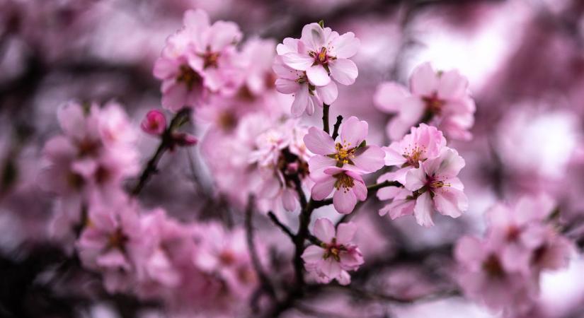 Virágzik a mandula a lovasi szőlőhegyen (képgaléria)