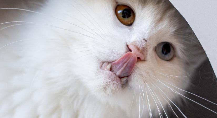 Ez a leleményes macska élő tejbárból szürcsölget (videó)