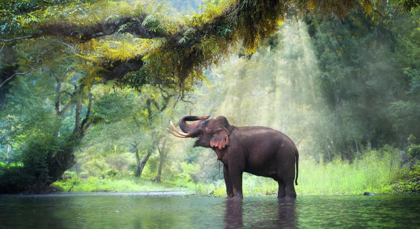 Banglades példátlan lépést tett az elefántok védelméért