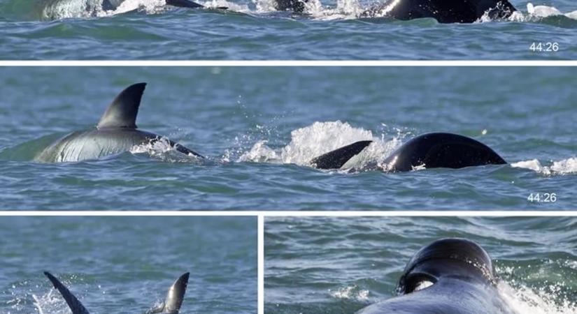 Páratlan videón ahogy egy kardszárnyú delfin két perc alatt végez egy fehér cápával