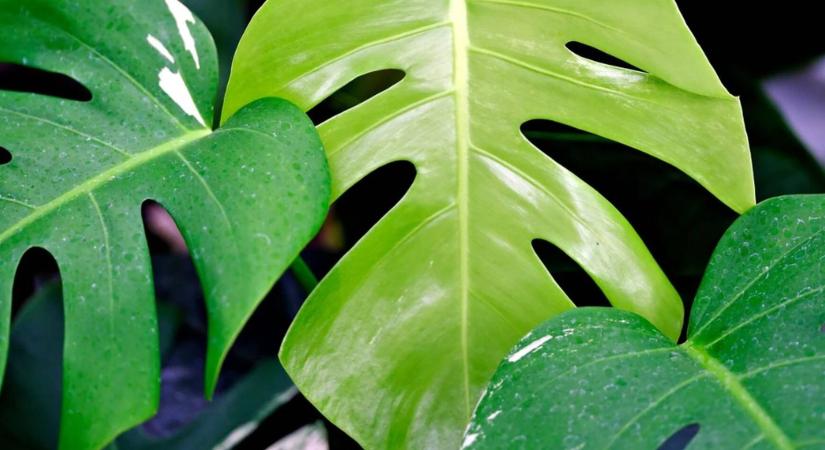 Növények, amelyek dzsungellé változtatják az otthonod