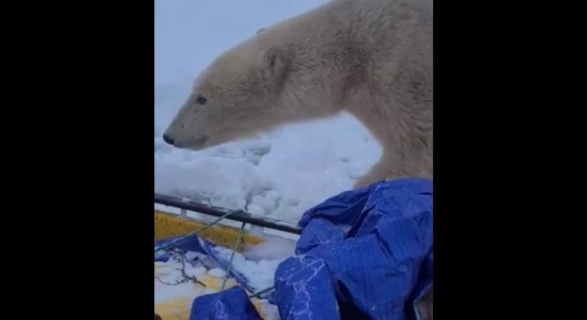Egy jegesmedvével futottak össze a túrázók - videó