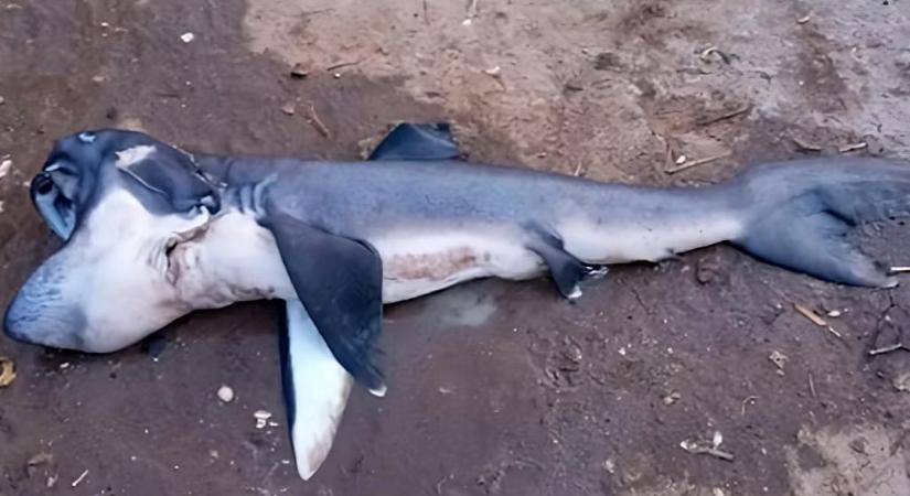 Elképesztően ritka cápát fogtak ki Afrikában
